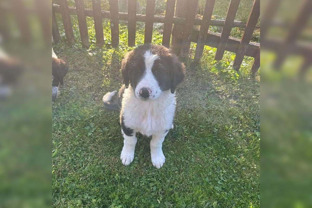 FOTO: Smutný osud svorky zo salaša, foto 6