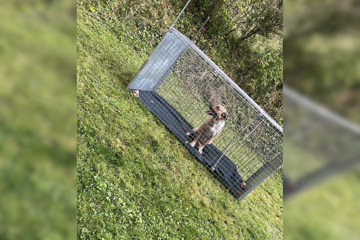 FOTO: Smutný osud svorky zo salaša, foto 7