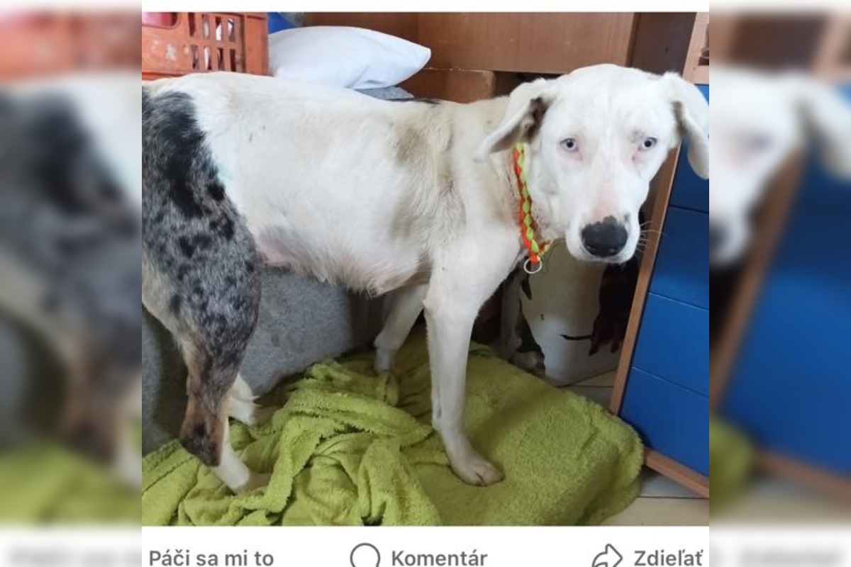 FOTO: Smutný osud svorky zo salaša, foto 8