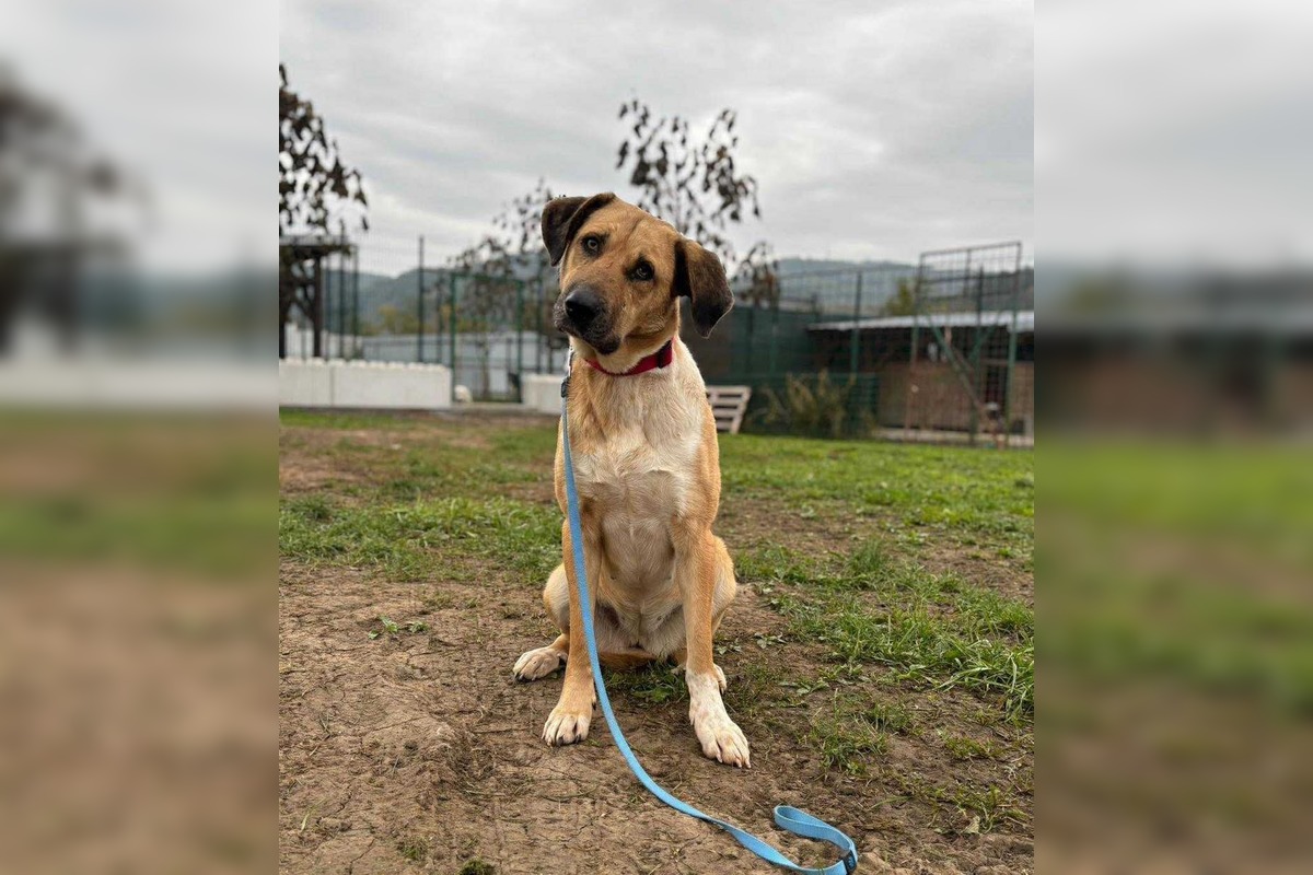 FOTO: Smutný osud svorky zo salaša, foto 9