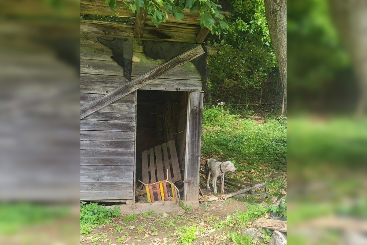 FOTO: Smutný osud svorky zo salaša, foto 10