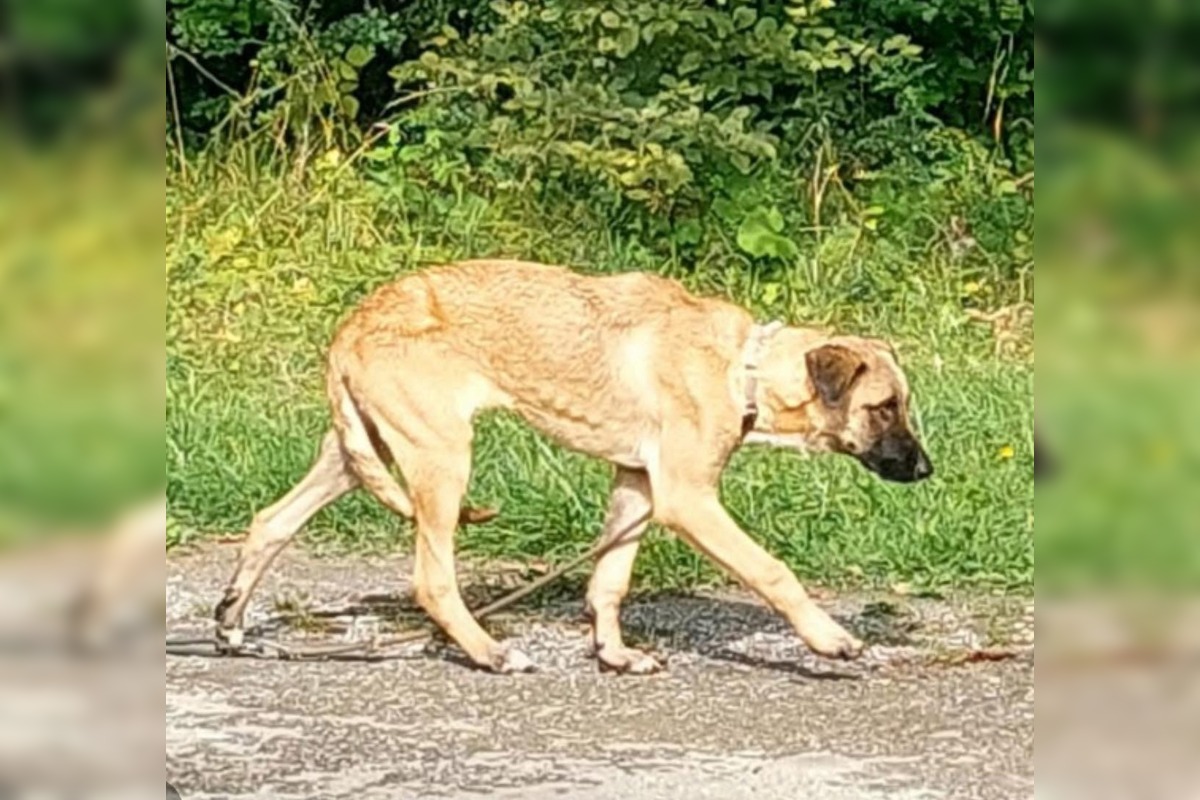 FOTO: Smutný osud svorky zo salaša, foto 11