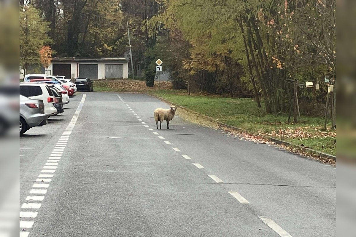 FOTO: Ovečku videli pri nemocnici aj cintoríne, foto 1