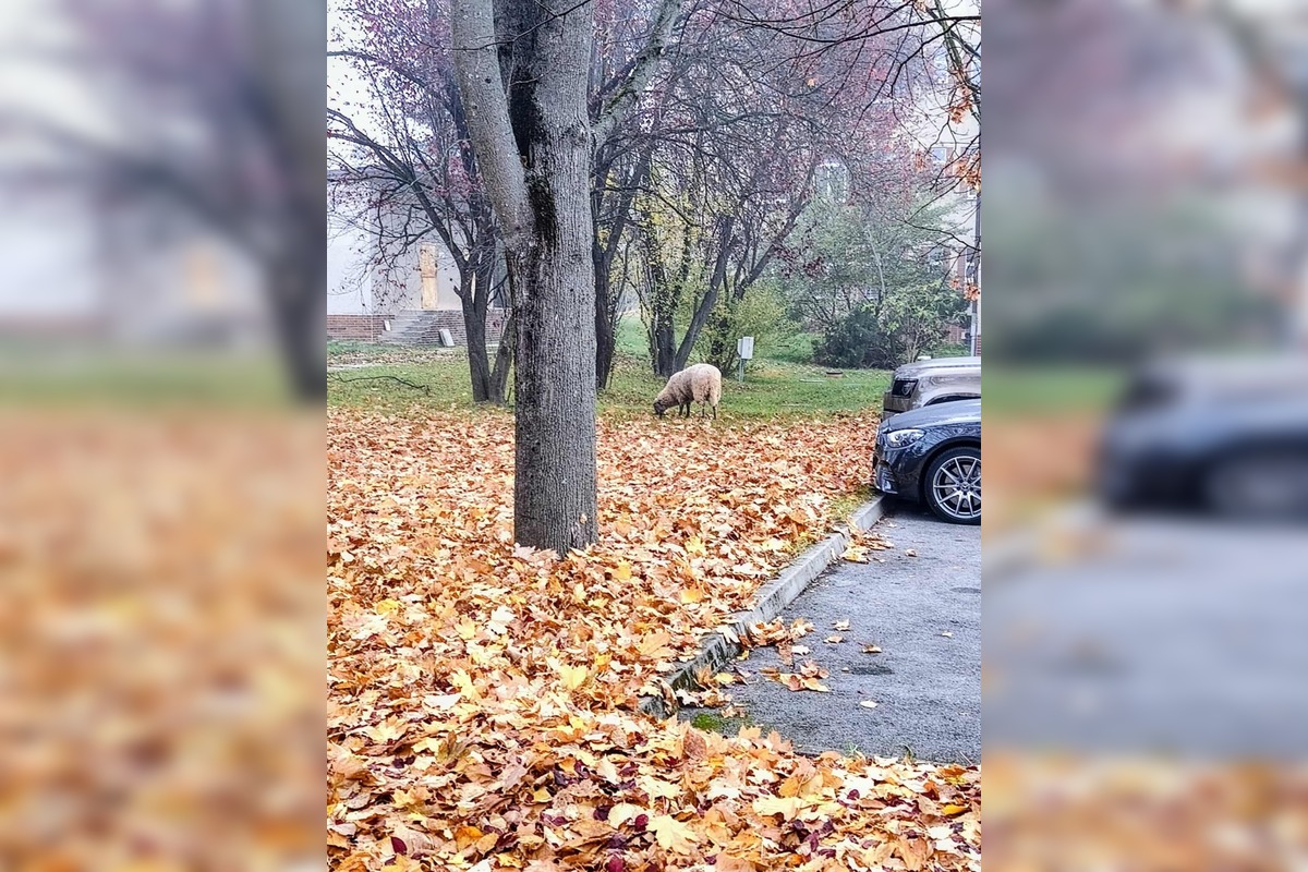 FOTO: Ovečku videli pri nemocnici aj cintoríne, foto 2