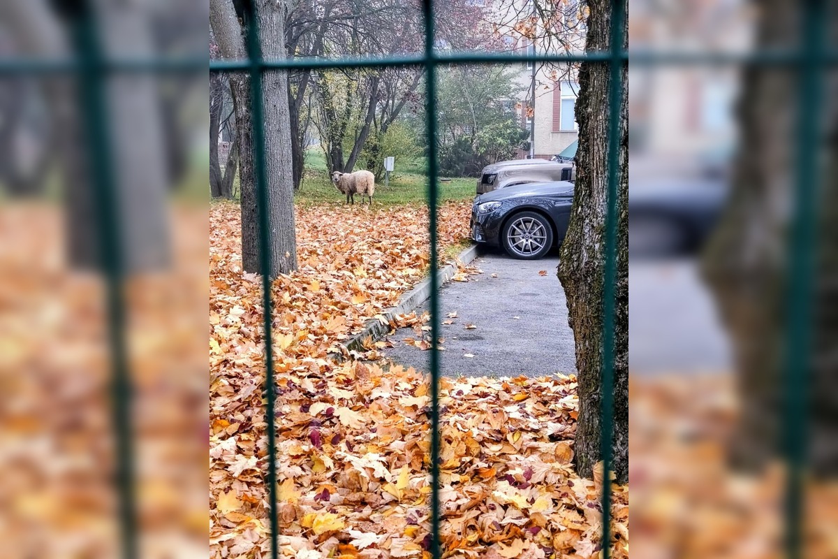 FOTO: Ovečku videli pri nemocnici aj cintoríne, foto 3