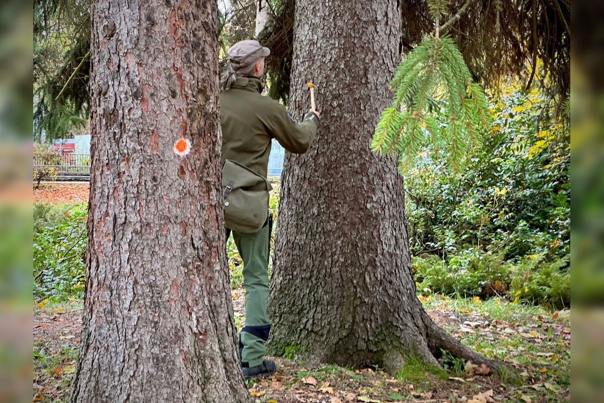 FOTO: Park na Tajovského ulici preverujú arboristi a vedci, foto 2