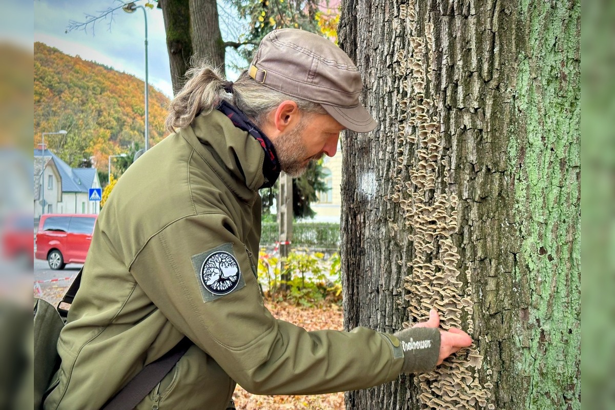 FOTO: Park na Tajovského ulici preverujú arboristi a vedci, foto 5
