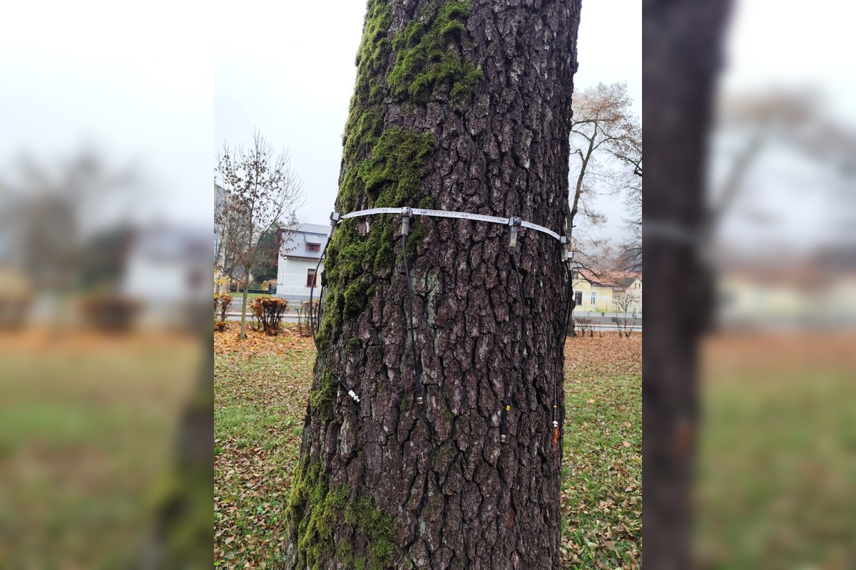 FOTO: Park na Tajovského ulici preverujú arboristi a vedci, foto 9
