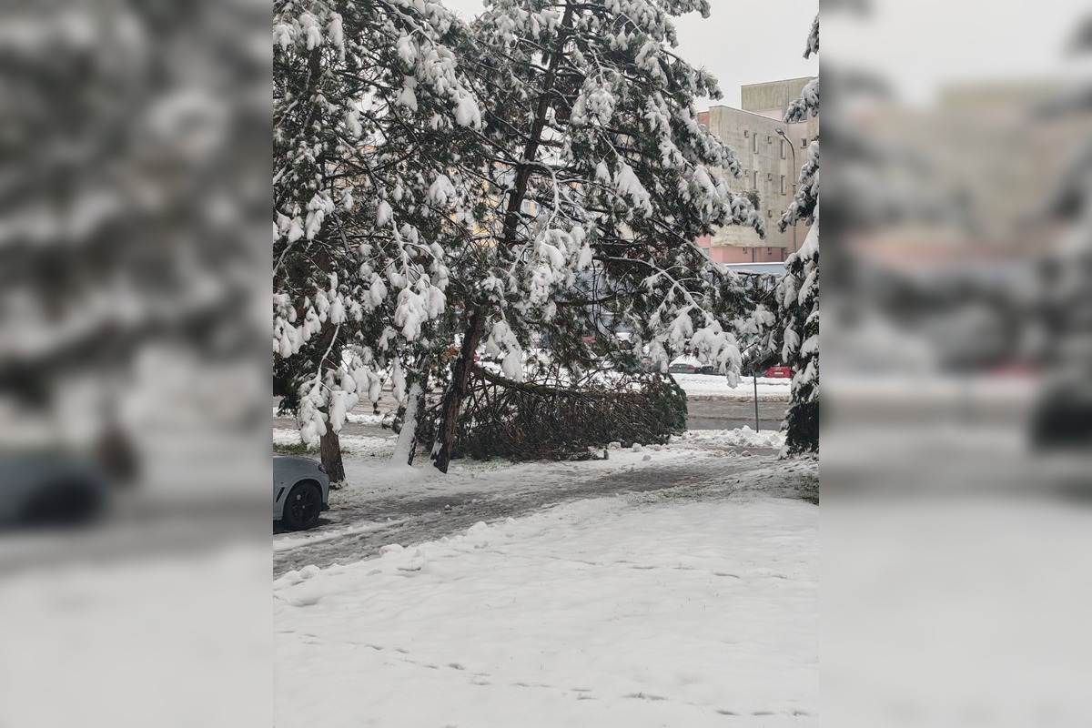 FOTO: Spadnuté stromy blokujú ulice v Banskej Bystrici, foto 7