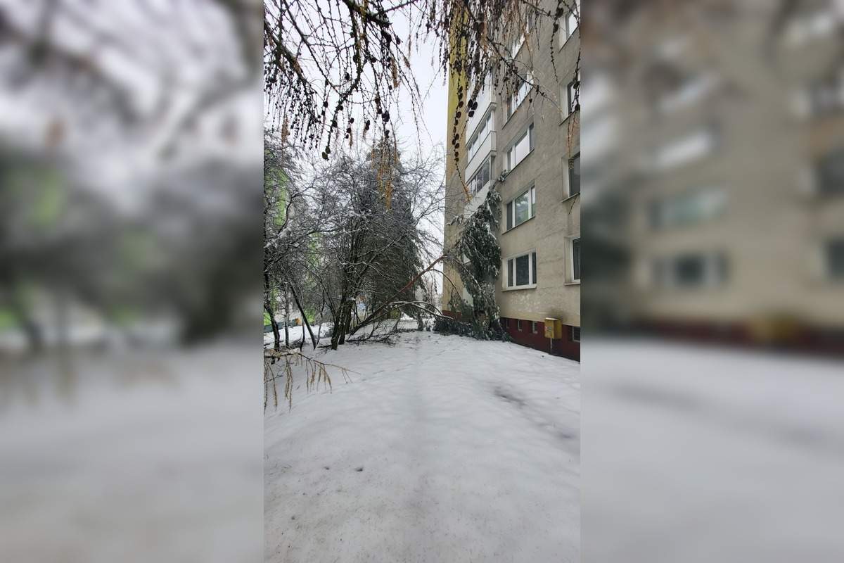 FOTO: V Banskej Bystrici popadali stromy na autá, foto 1