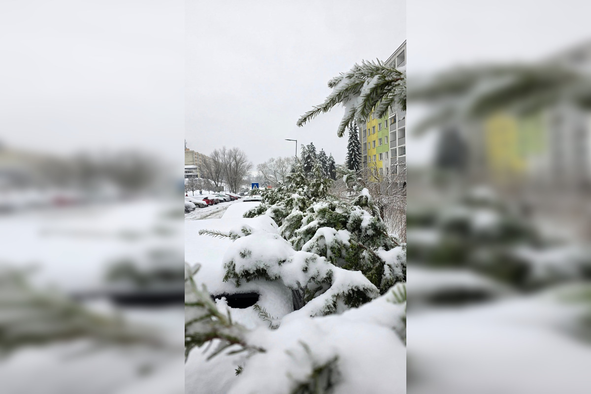 FOTO: V Banskej Bystrici popadali stromy na autá, foto 3