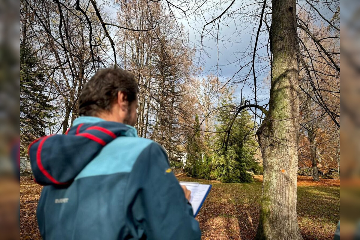 FOTO: Budú rúbať stromy v parku v Bystrici? Mesto zverejnilo nezávislý posudok, foto 8