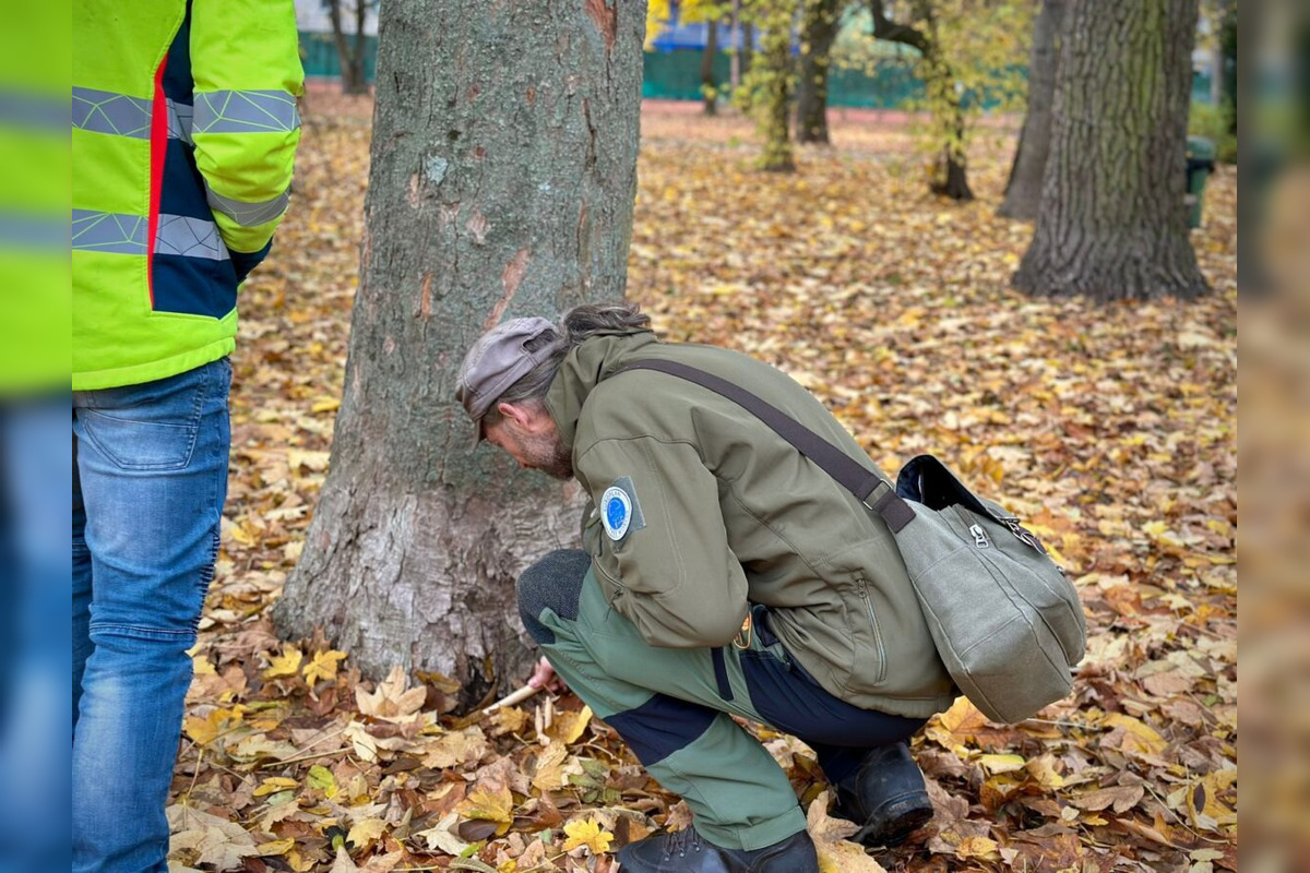 FOTO: Budú rúbať stromy v parku v Bystrici? Mesto zverejnilo nezávislý posudok, foto 10