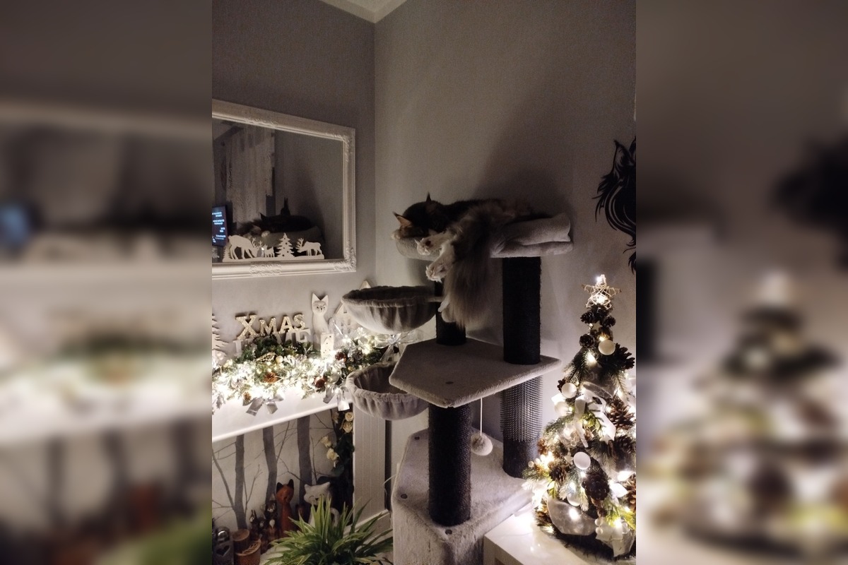 FOTO: Vianočný stromček vs. mačky, foto 6