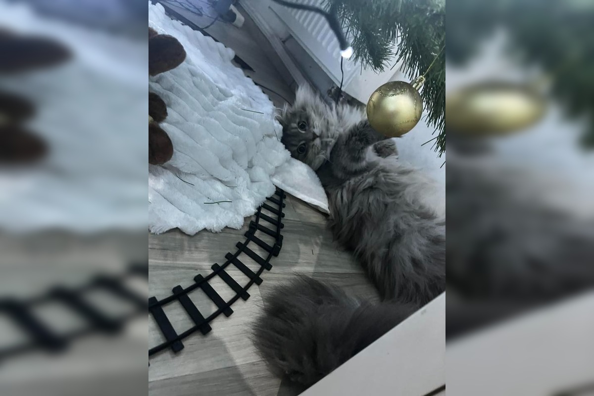 FOTO: Vianočný stromček vs. mačky, foto 7