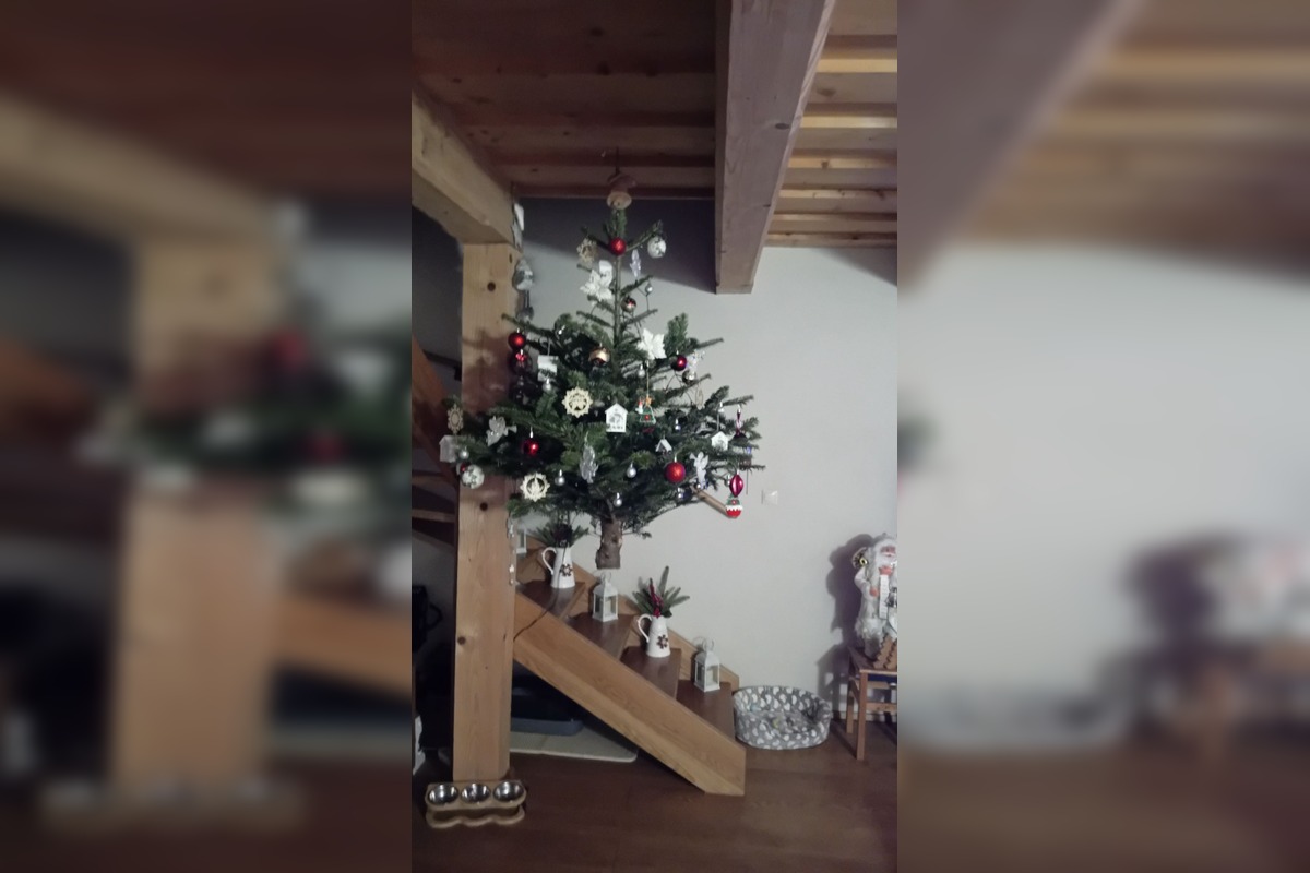 FOTO: Takto vyzerajú vianočné stromčeky našich čitateľov, foto 8