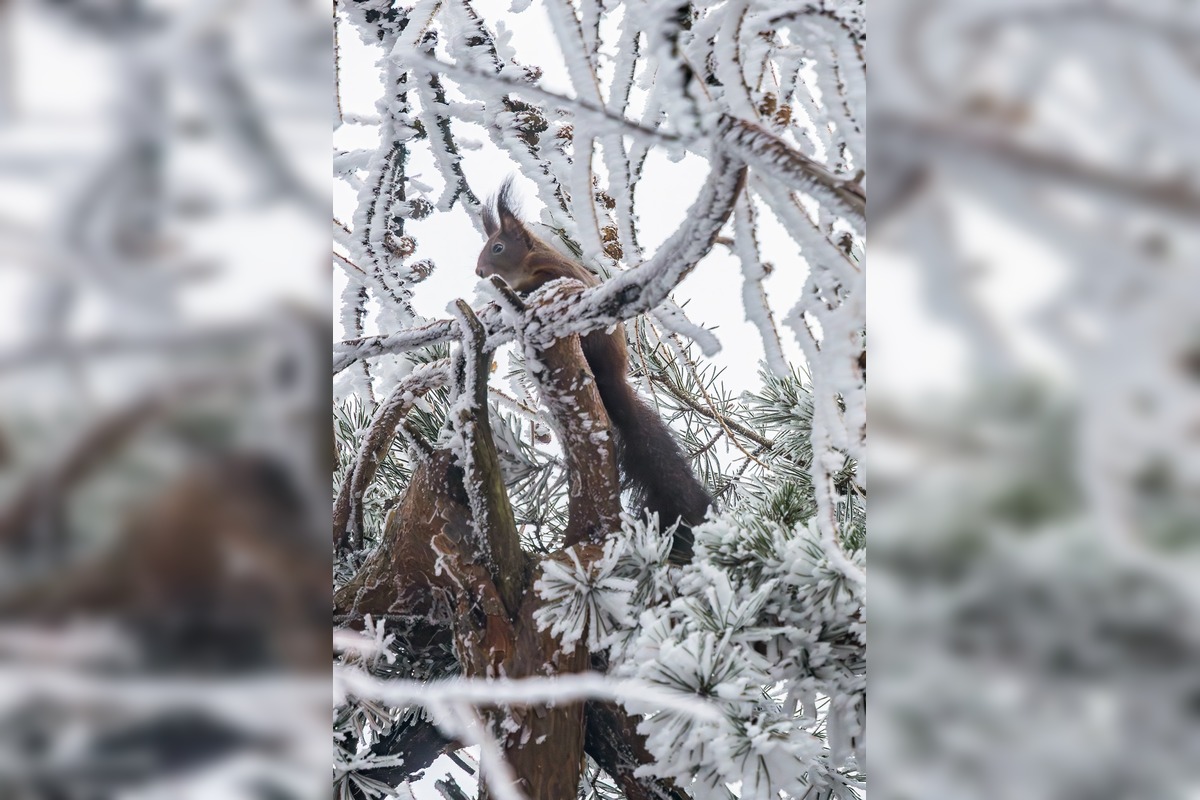FOTO: Zamrznutá krása Banskej Štiavnice očami fotografa, foto 2