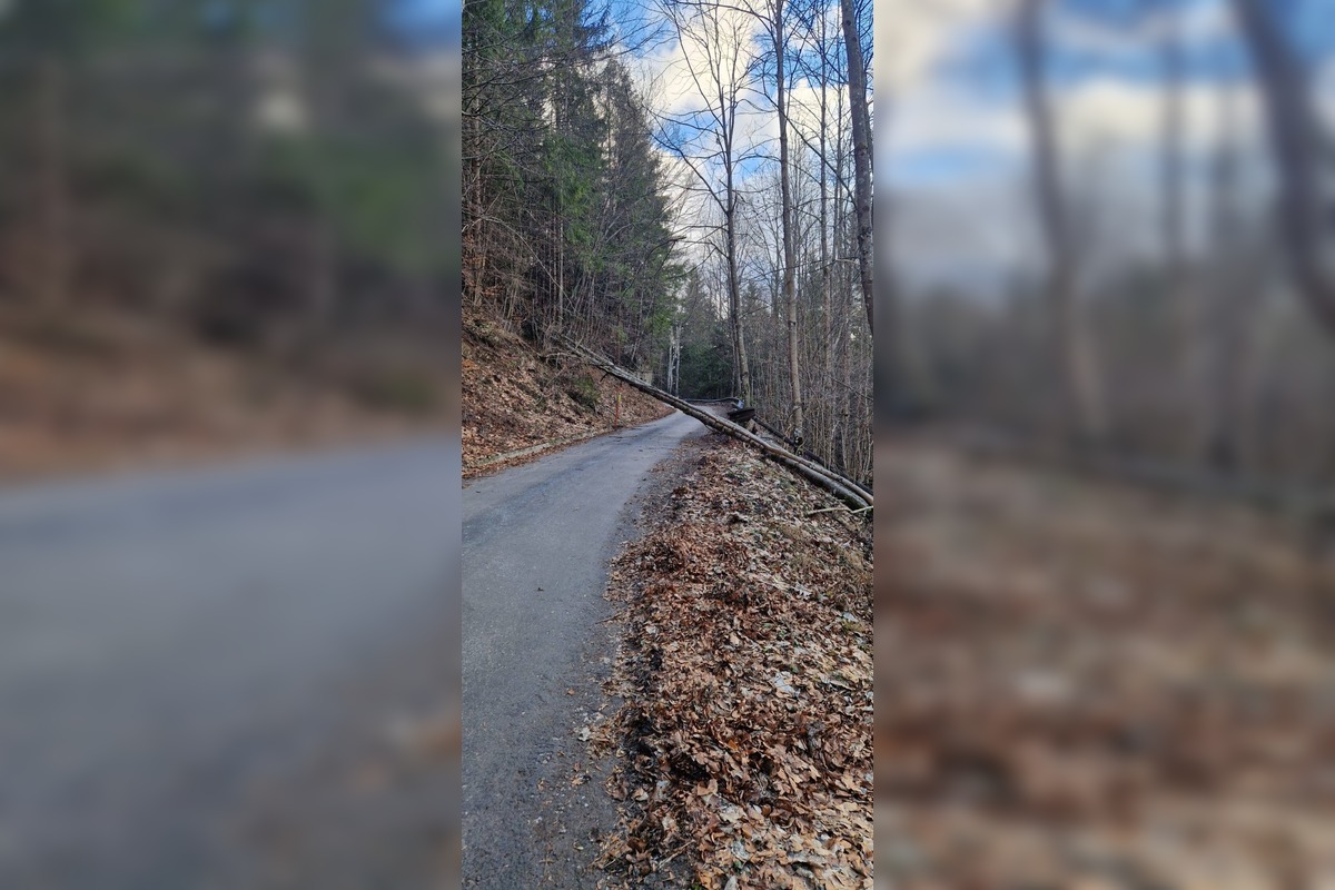 FOTO: Vietor v Tureckej vyvracal stromy, foto 9