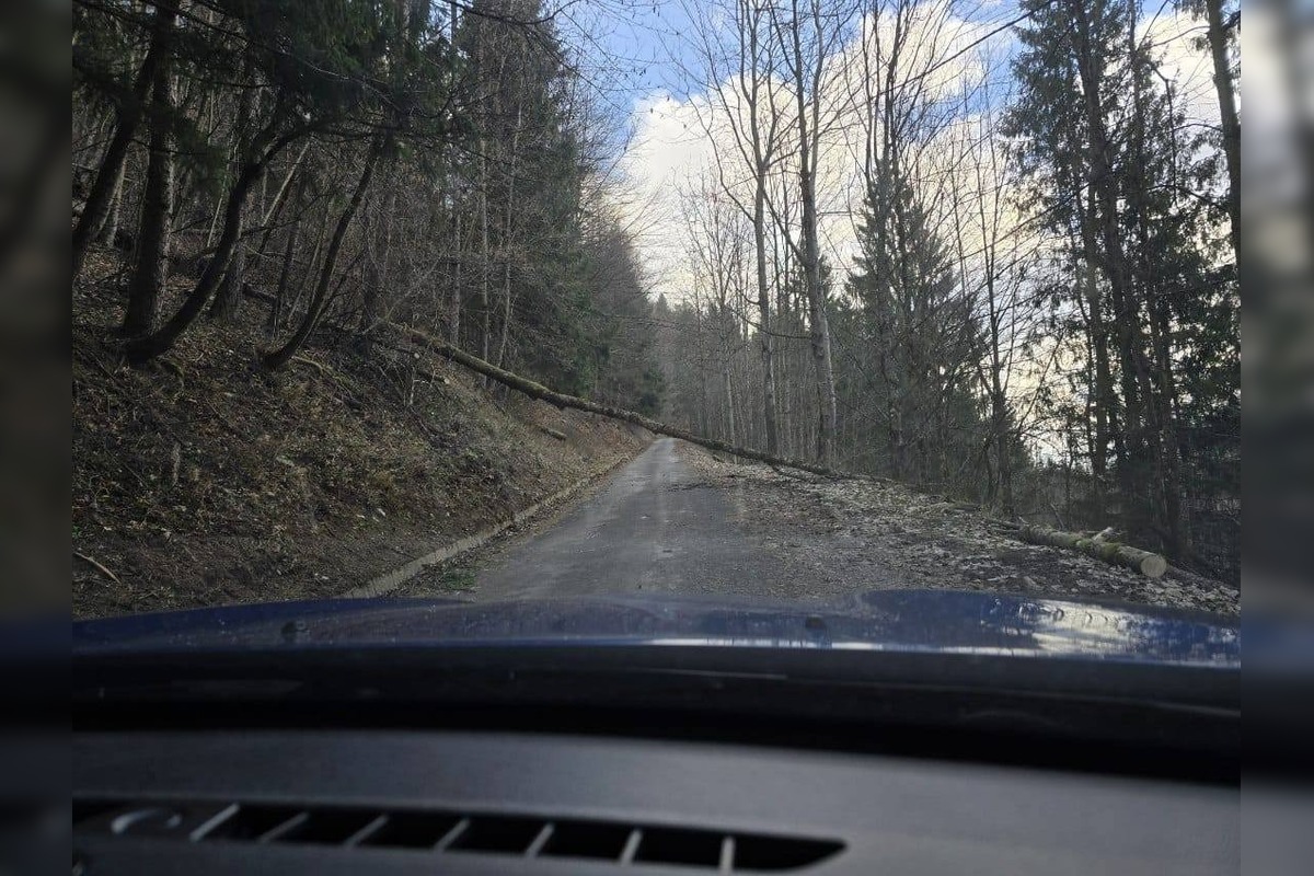 FOTO: Vietor v Tureckej vyvracal stromy, foto 10