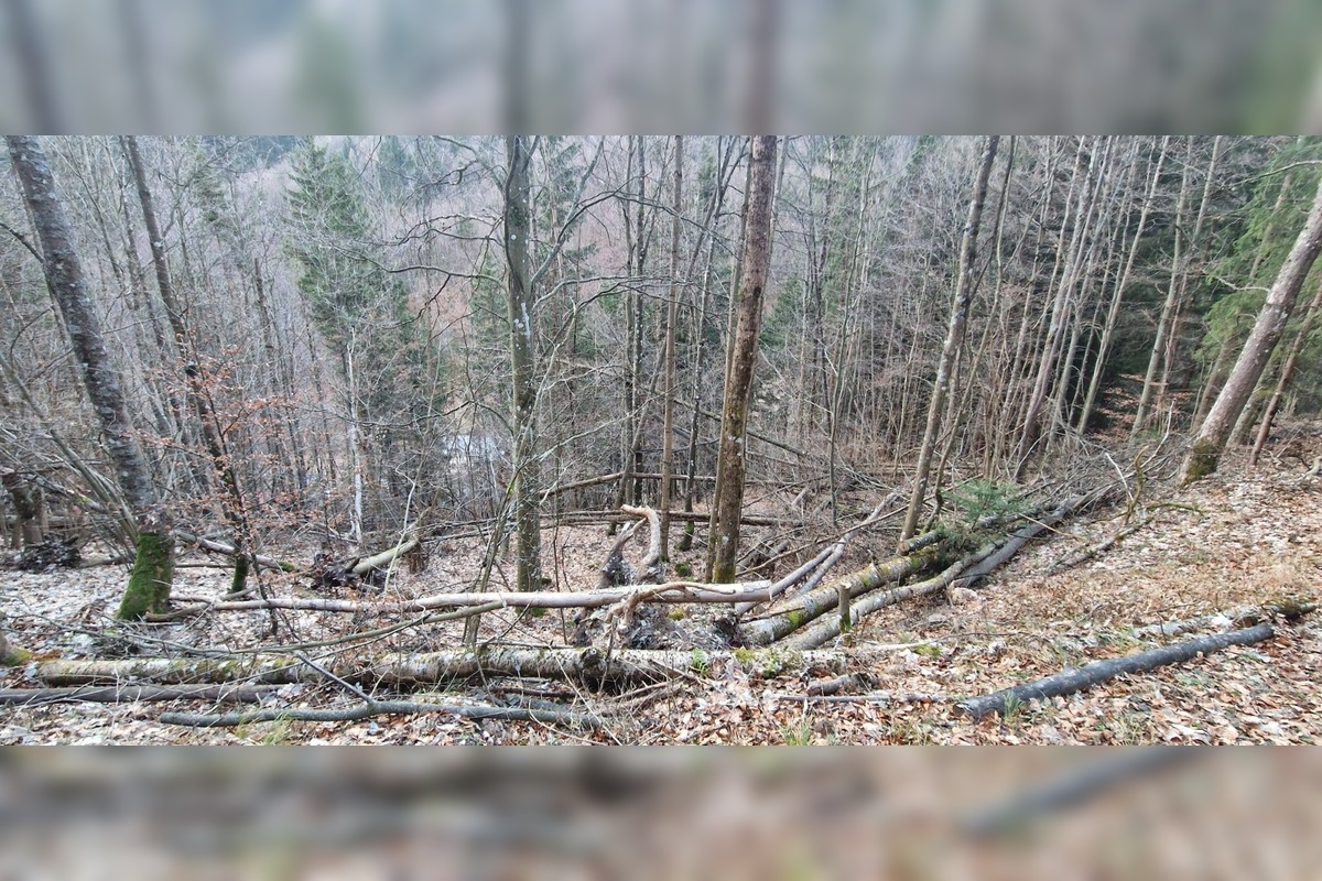 FOTO: Vietor v Tureckej vyvracal stromy, foto 11