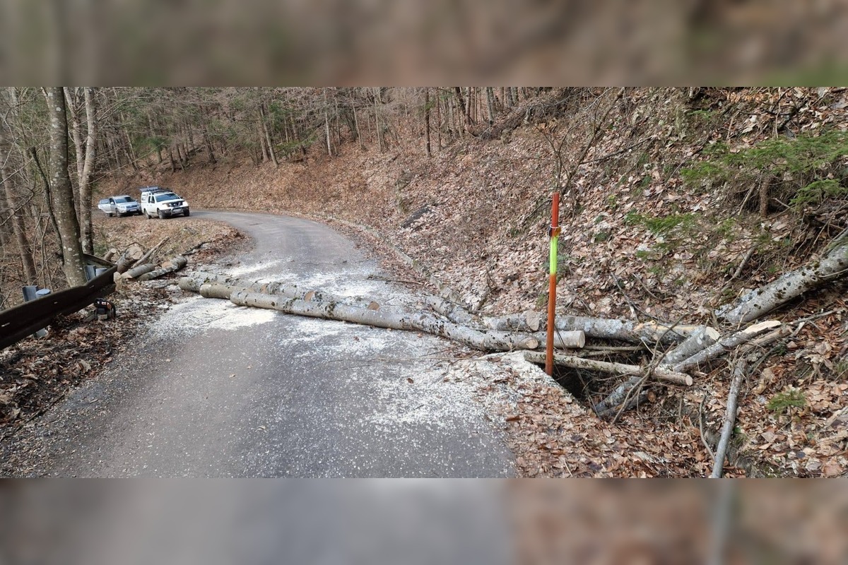 FOTO: Vietor v Tureckej vyvracal stromy, foto 13