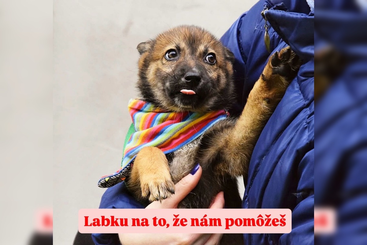 FOTO: Silné mrazy ohrozujú zvieratá v útulku, foto 1