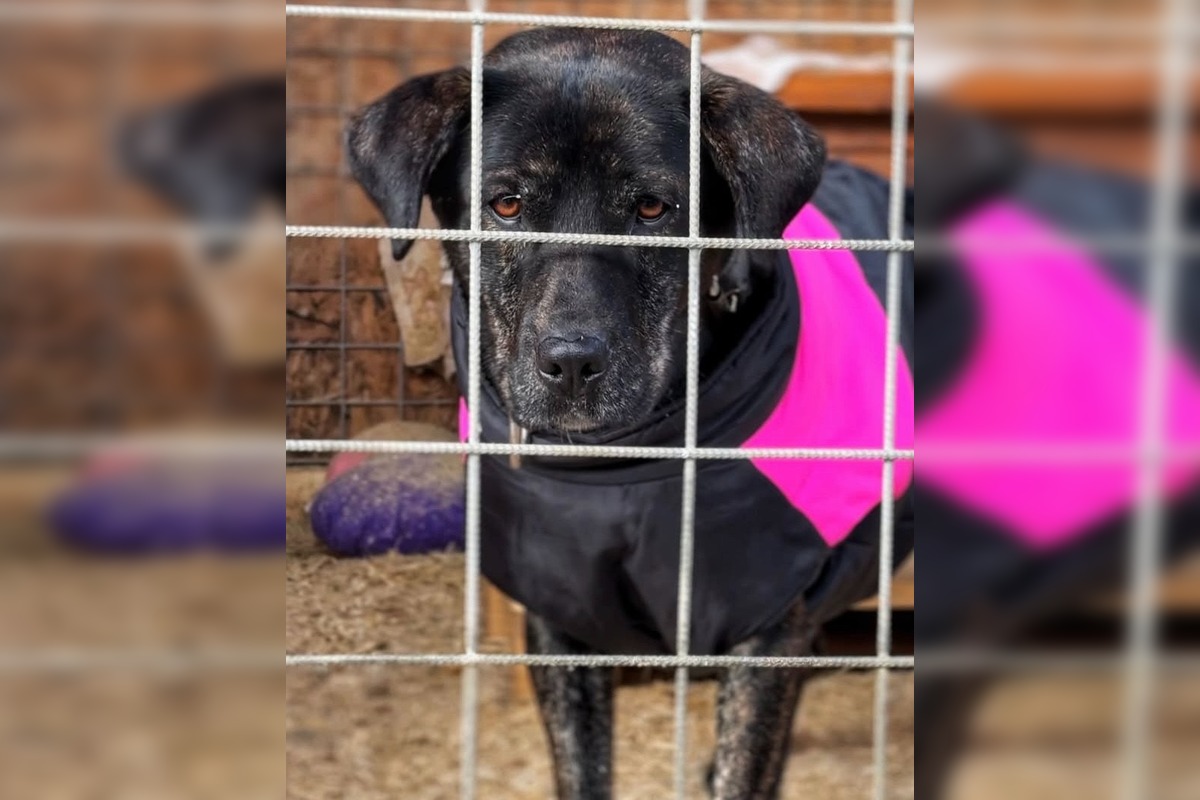 FOTO: Silné mrazy ohrozujú zvieratá v útulku, foto 2