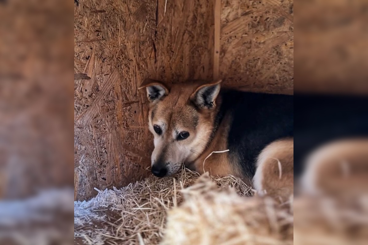 FOTO: Silné mrazy ohrozujú zvieratá v útulku, foto 3