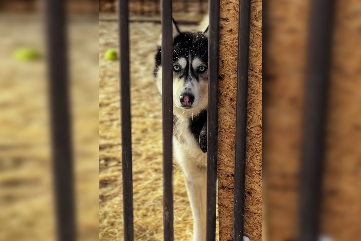FOTO: Silné mrazy ohrozujú zvieratá v útulku, foto 4