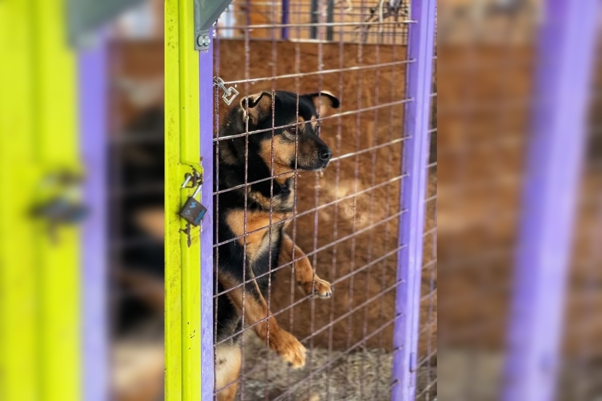 FOTO: Silné mrazy ohrozujú zvieratá v útulku, foto 5