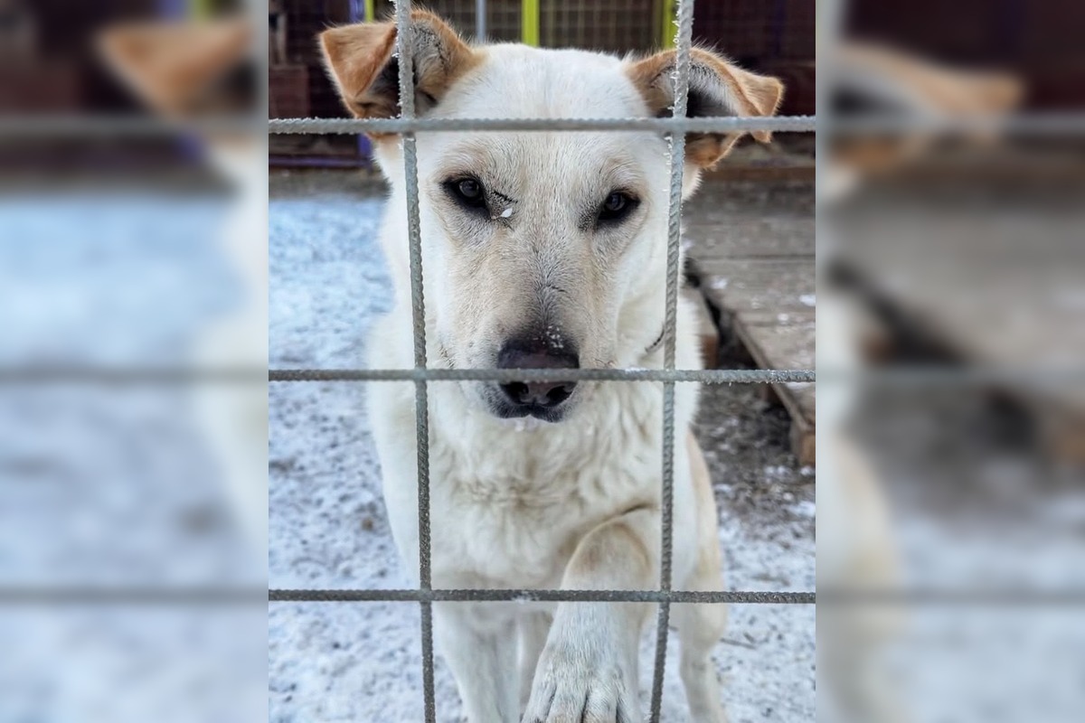 FOTO: Silné mrazy ohrozujú zvieratá v útulku, foto 6