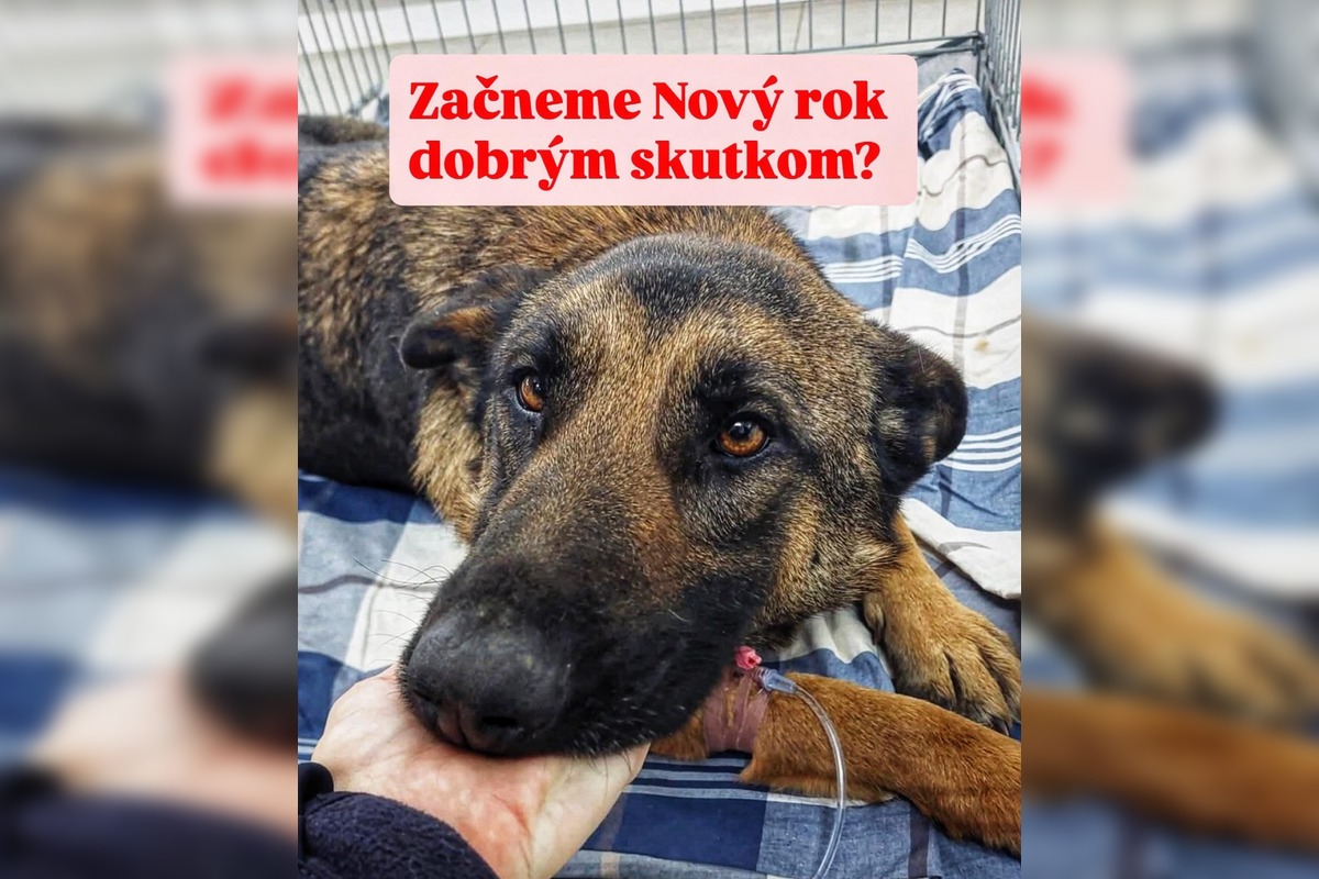 FOTO: Silné mrazy ohrozujú zvieratá v útulku, foto 7