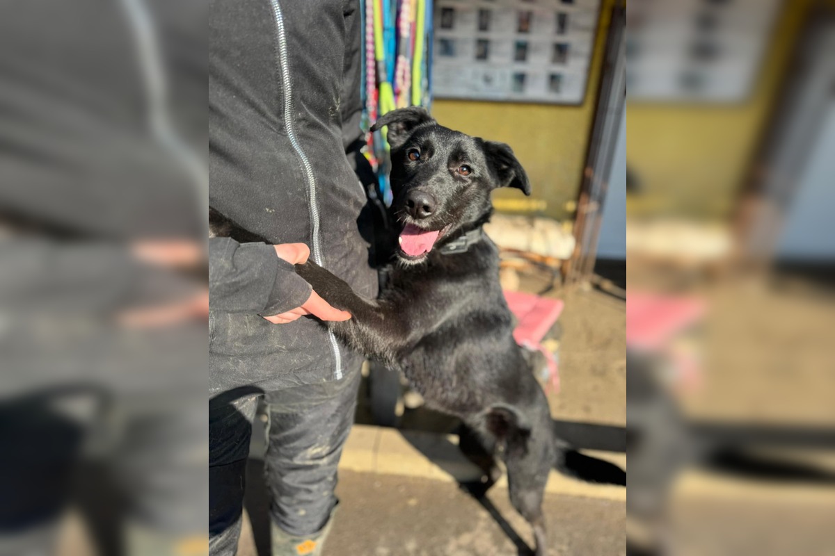 FOTO: Mesto Banská Bystrica motivuje k adopcii, títo krásavci čakajú na nový domov, foto 1