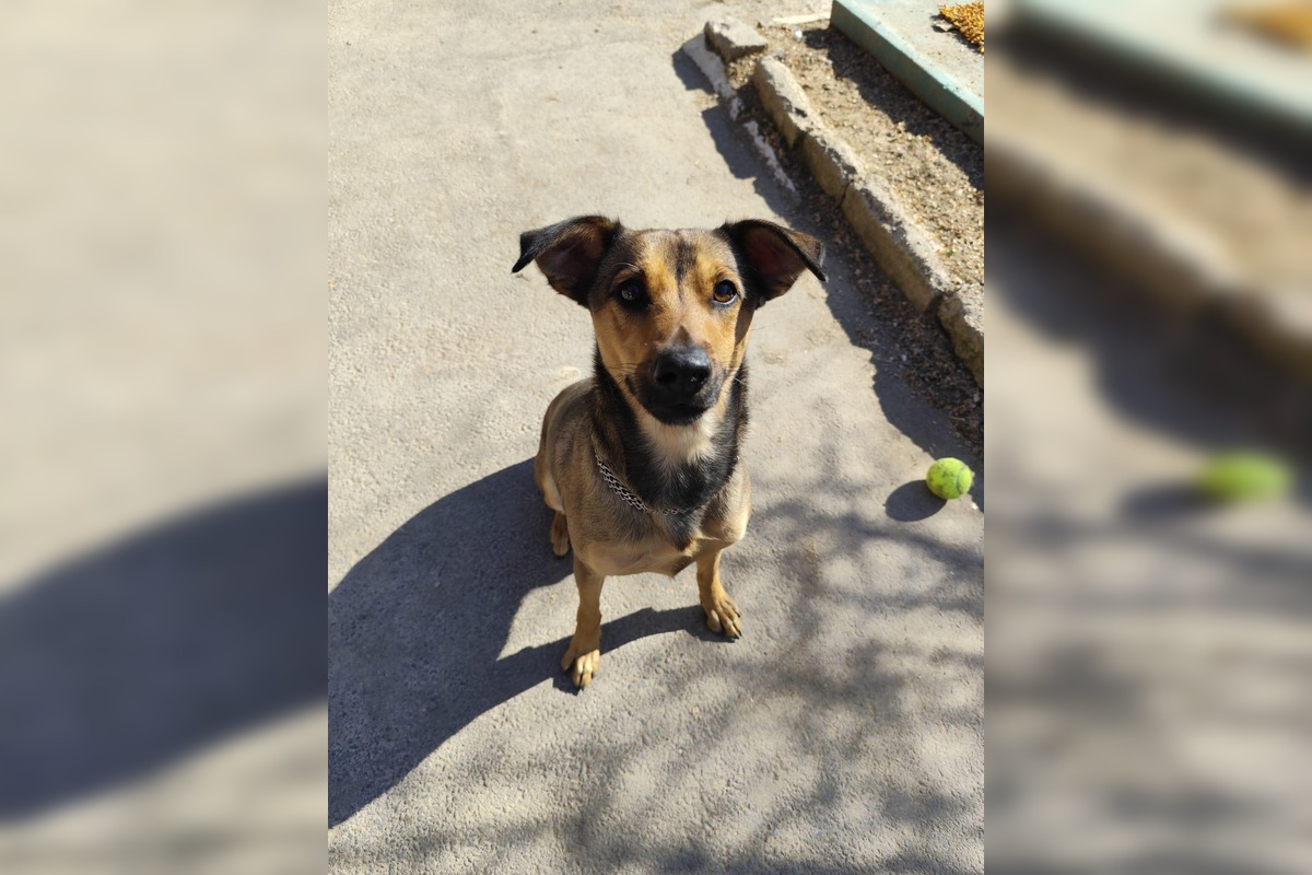 FOTO: Mesto Banská Bystrica motivuje k adopcii, títo krásavci čakajú na nový domov, foto 2