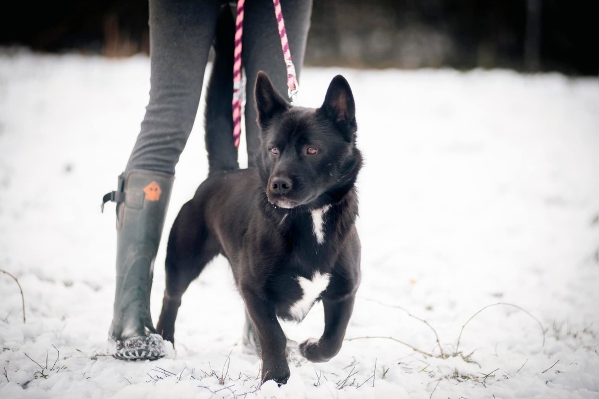 FOTO: Mesto Banská Bystrica motivuje k adopcii, títo krásavci čakajú na nový domov, foto 3