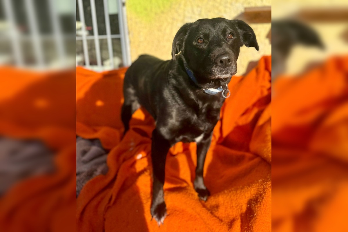 FOTO: Mesto Banská Bystrica motivuje k adopcii, títo krásavci čakajú na nový domov, foto 4