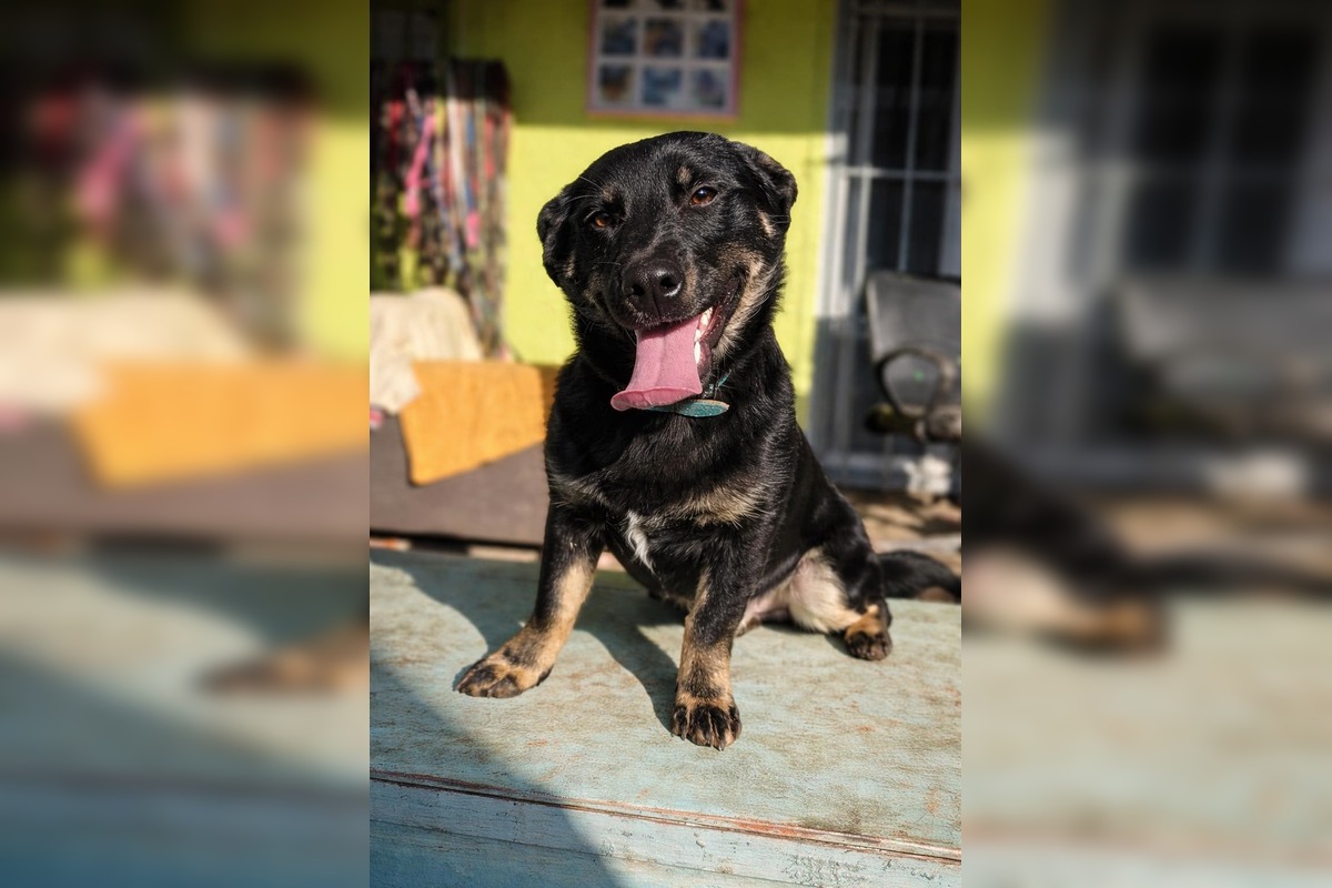 FOTO: Mesto Banská Bystrica motivuje k adopcii, títo krásavci čakajú na nový domov, foto 5