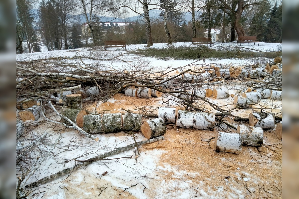 FOTO: Výrub stromov na Zlatom Potoku, foto 1