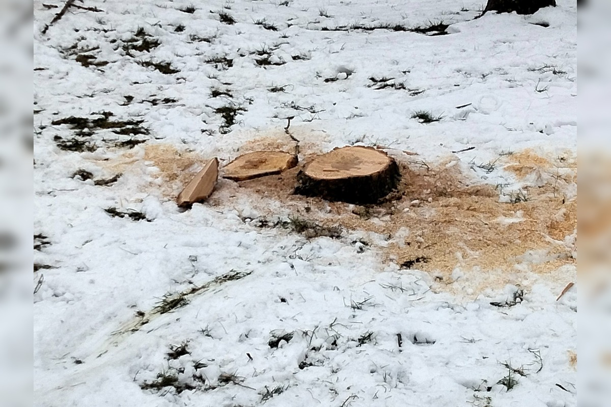 FOTO: Výrub stromov na Zlatom Potoku, foto 2