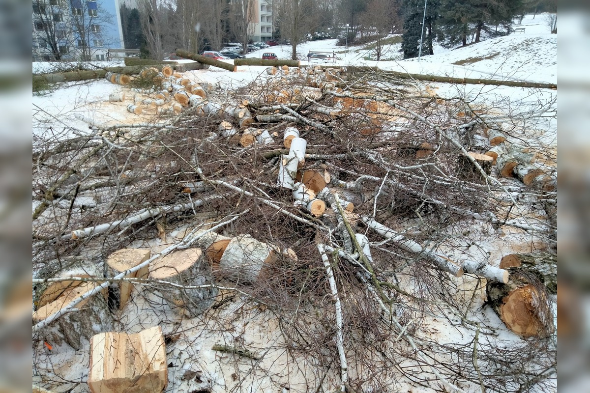 FOTO: Výrub stromov na Zlatom Potoku, foto 3