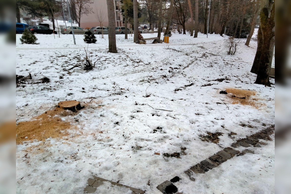 FOTO: Výrub stromov na Zlatom Potoku, foto 4