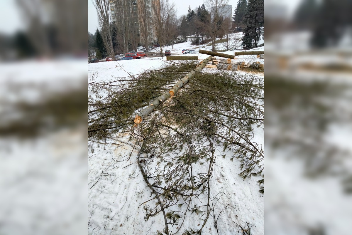 FOTO: Výrub stromov na Zlatom Potoku, foto 5