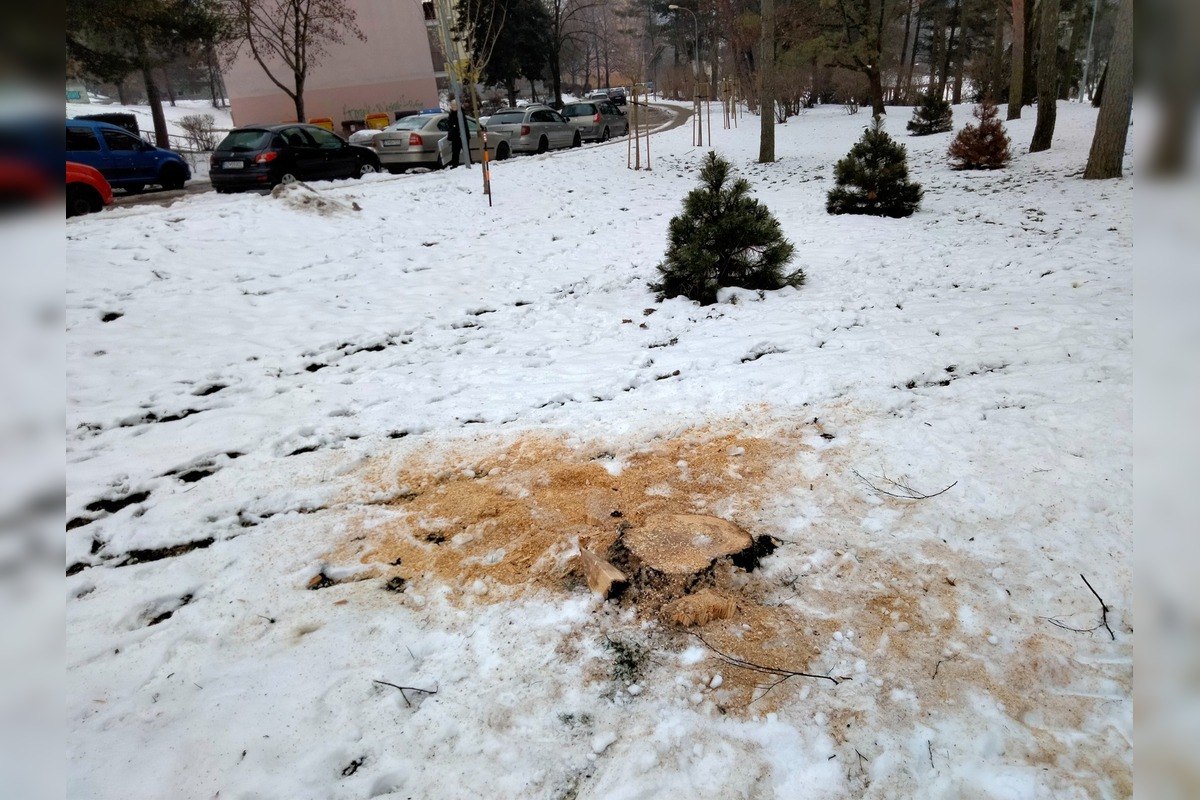 FOTO: Výrub stromov na Zlatom Potoku, foto 6