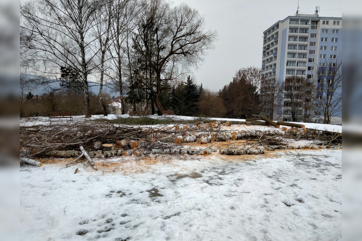 FOTO: Výrub stromov na Zlatom Potoku, foto 7