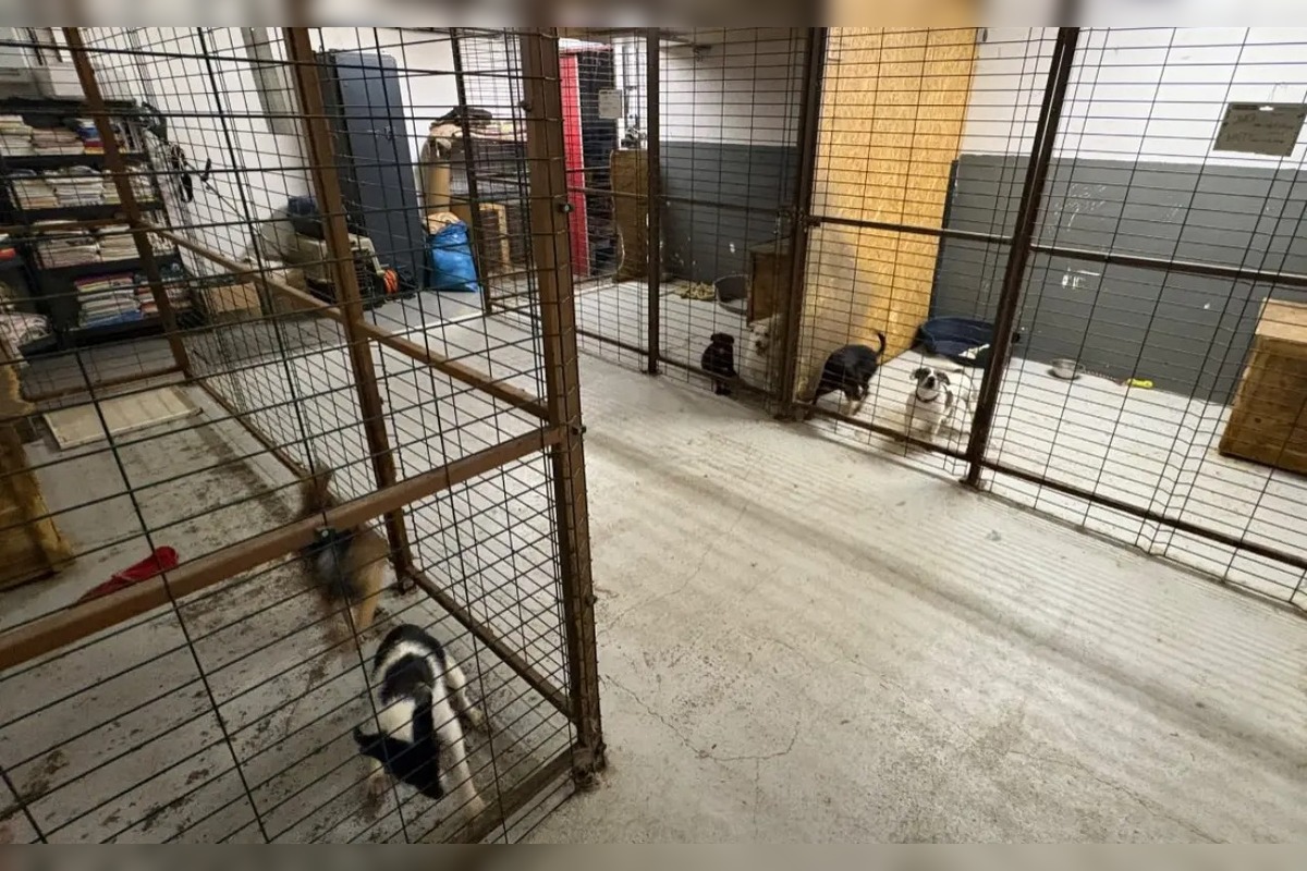 FOTO: Útulok si pripravil kalendár na rok 2026, foto 6