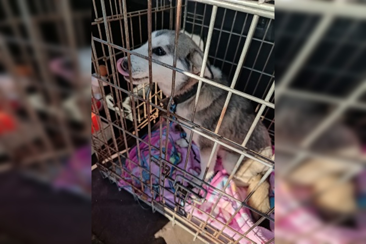 FOTO: Fenka Kikuš si našla novú rodinku v Nemecku, foto 1