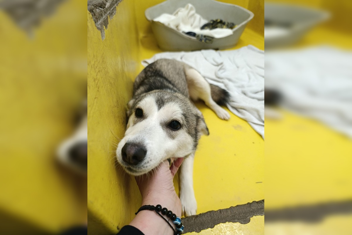 FOTO: Fenka Kikuš si našla novú rodinku v Nemecku, foto 5