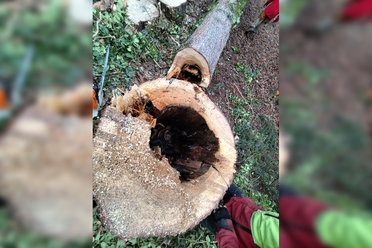 FOTO: Na výrub v Mestskom parku v Bystrici sa valí vlna kritiky, primátor reaguje, foto 1