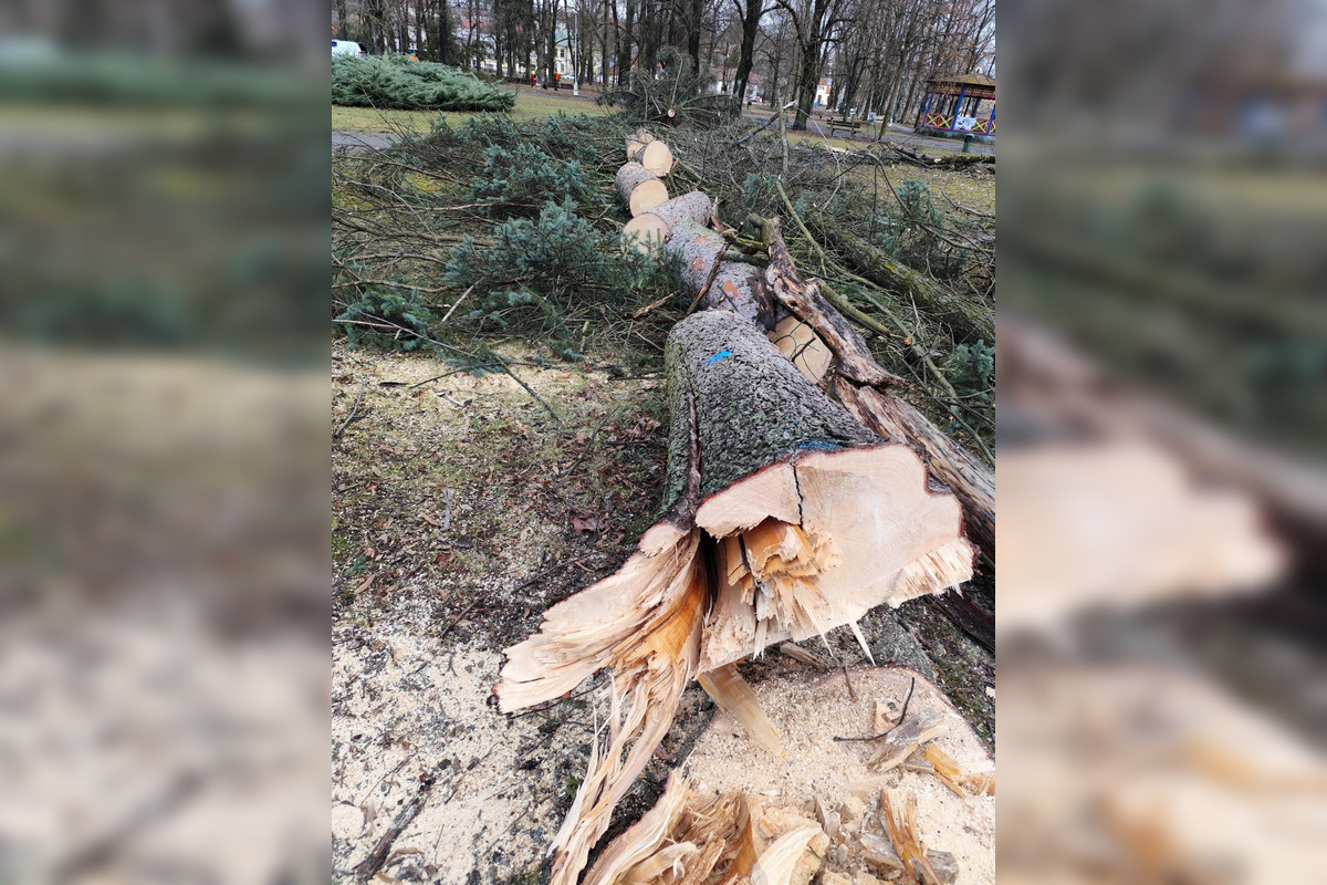 FOTO: Na výrub v Mestskom parku v Bystrici sa valí vlna kritiky, primátor reaguje, foto 2