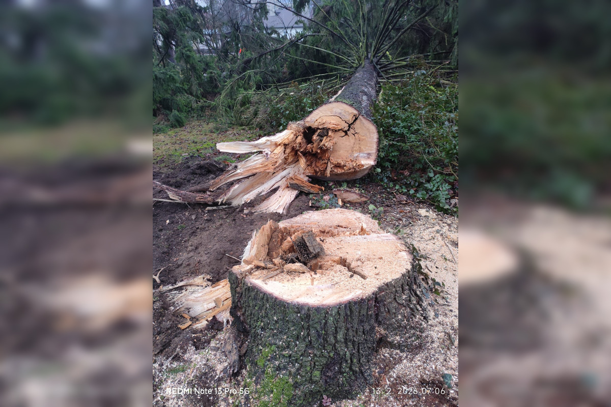 FOTO: Na výrub v Mestskom parku v Bystrici sa valí vlna kritiky, primátor reaguje, foto 3